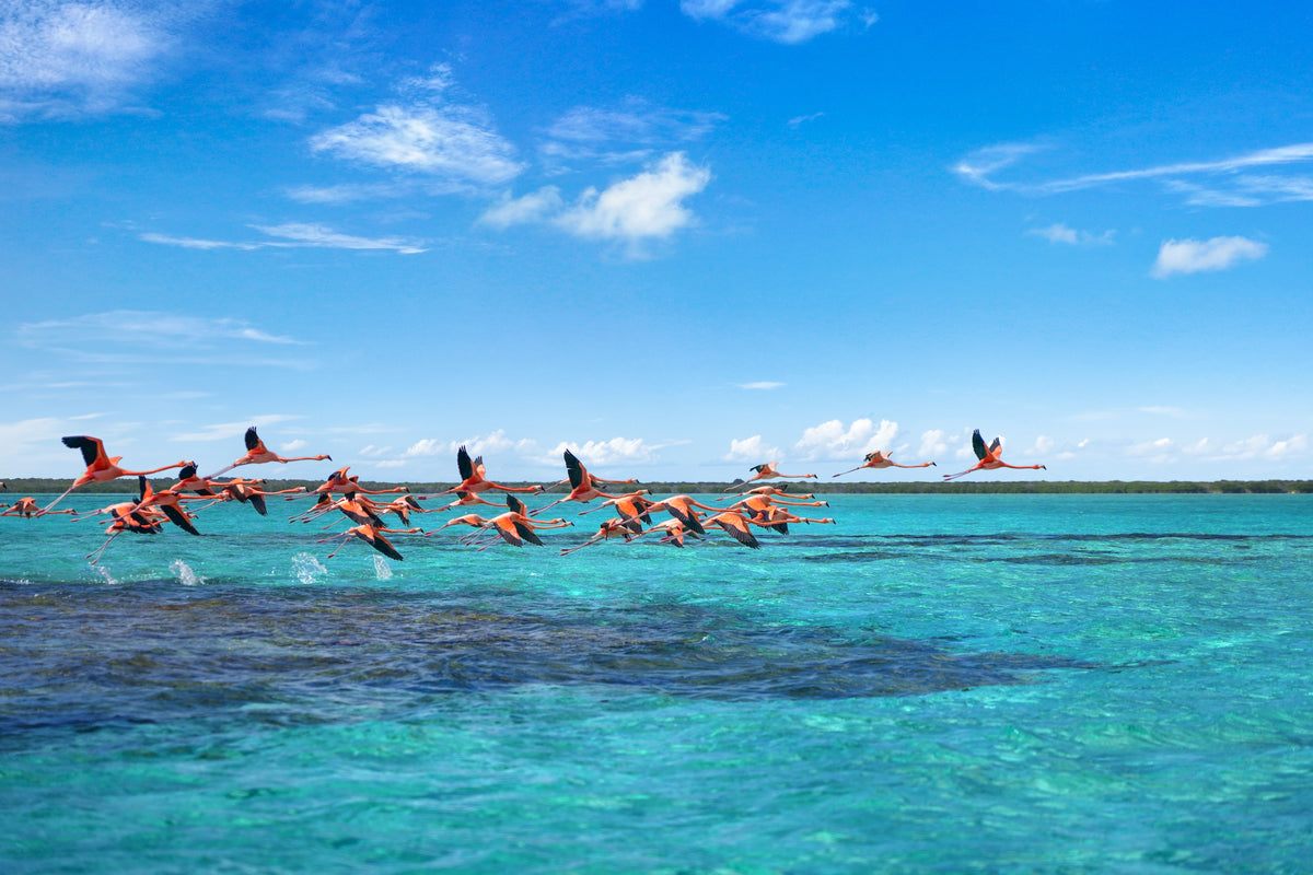 Flight over Horseshoe Reef